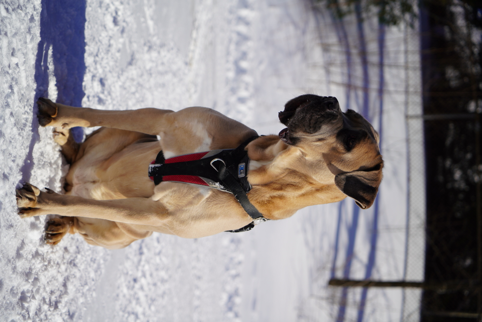 Original photo: a Great Dane sitting in the snow